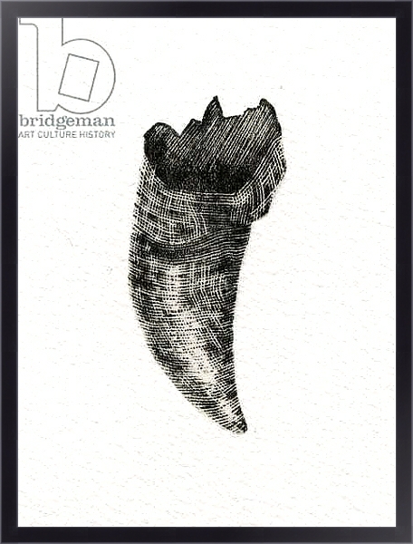 Постер Feline Tooth, 2014 с типом исполнения На холсте в раме в багетной раме 221-01