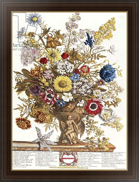 Постер November, from 'Twelve Months of Flowers', 1730 с типом исполнения На холсте в раме в багетной раме 1.023.151