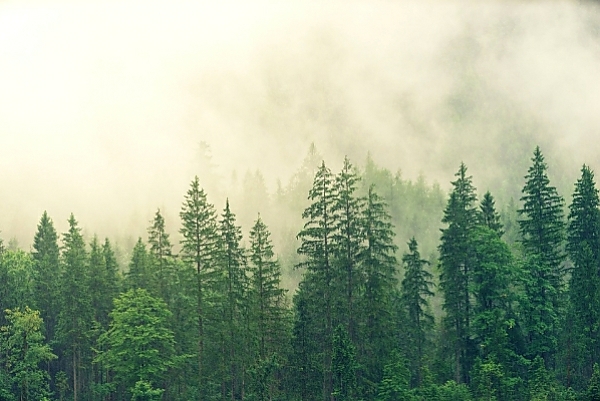 Постер Зеленый лес под дождем с типом исполнения На холсте без рамы
