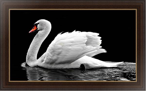 Постер Белый лебедь на черной воде с типом исполнения На холсте в раме в багетной раме 1.023.151