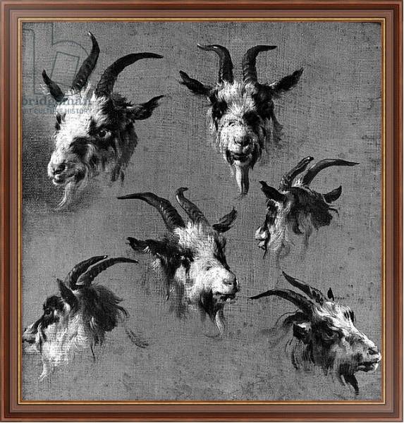 Постер Six studies of goat heads с типом исполнения На холсте в раме в багетной раме 35-M719P-83