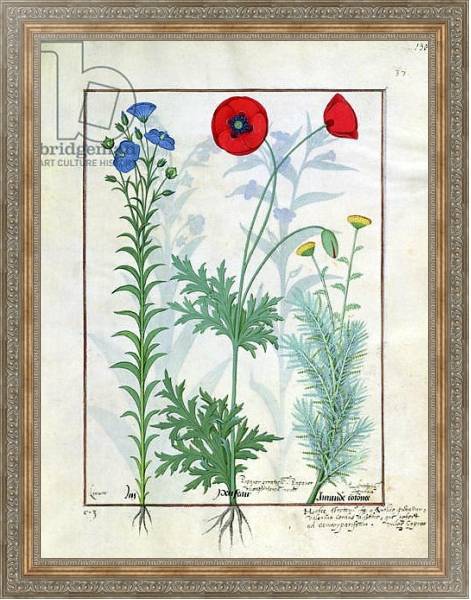Постер Ms Fr. Fv VI #1 fol.130r Linum, Garden poppies and Abrotanum c.1470 с типом исполнения На холсте в раме в багетной раме 484.M48.310