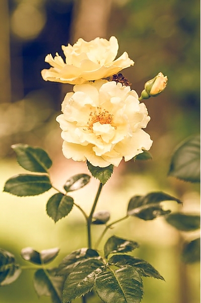 Постер Цветок белого шиповника с типом исполнения На холсте без рамы
