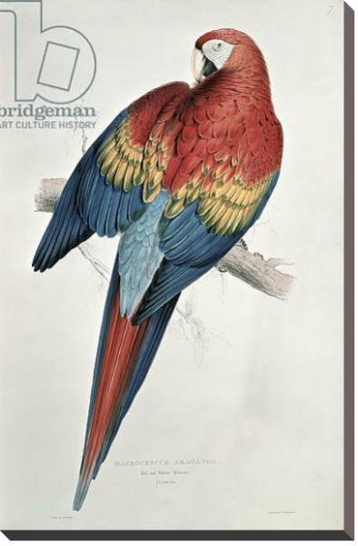 Постер Red and Yellow Macaw с типом исполнения На холсте без рамы