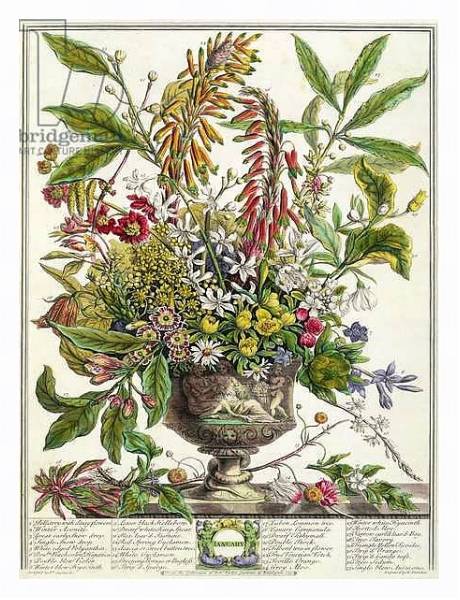 Постер January, from `Twelve Months of Flowers', by Robert Furber engraved by Henry Fletcher с типом исполнения На холсте в раме в багетной раме 221-03