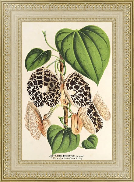 Постер Aristolochia Duchartrei с типом исполнения Акварель в раме в багетной раме 484.M48.725