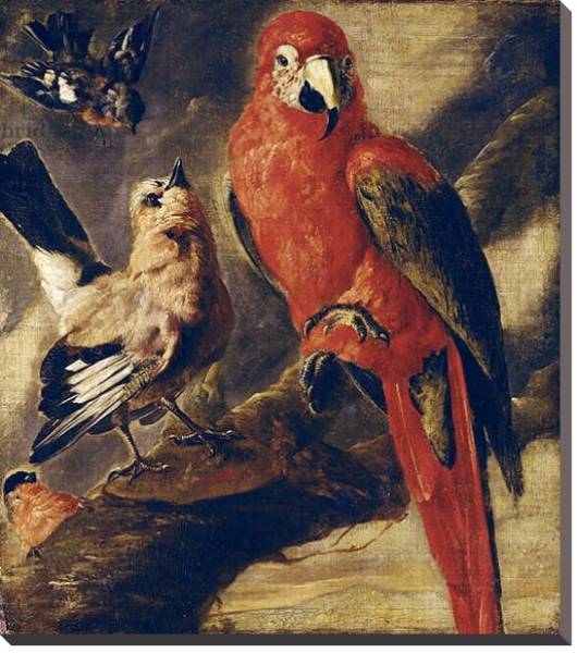 Постер Macaw and Bullfinch с типом исполнения На холсте без рамы