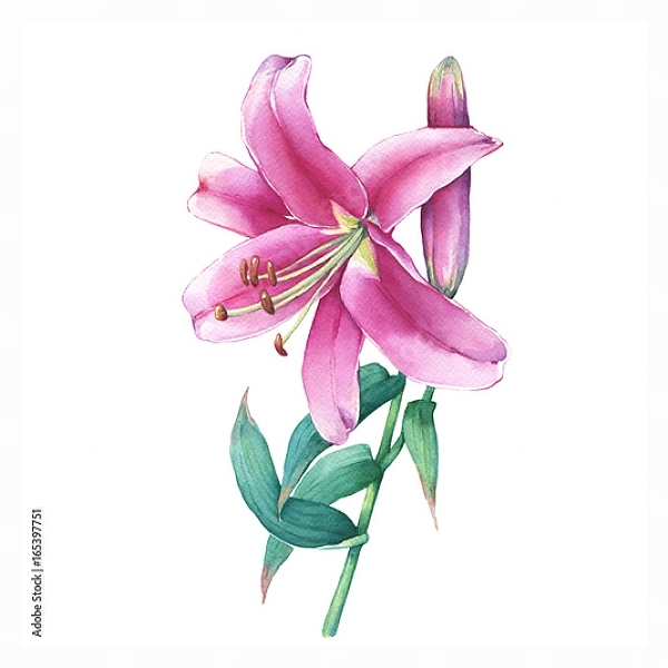 Постер Акварельная розовая лилия с типом исполнения На холсте в раме в багетной раме 221-03
