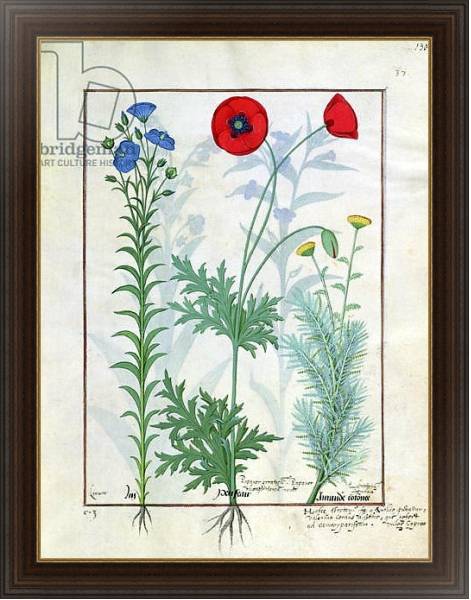 Постер Ms Fr. Fv VI #1 fol.130r Linum, Garden poppies and Abrotanum c.1470 с типом исполнения На холсте в раме в багетной раме 1.023.151