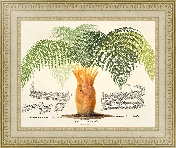 Постер Cibotium regale с типом исполнения Акварель в раме в багетной раме 484.M48.725
