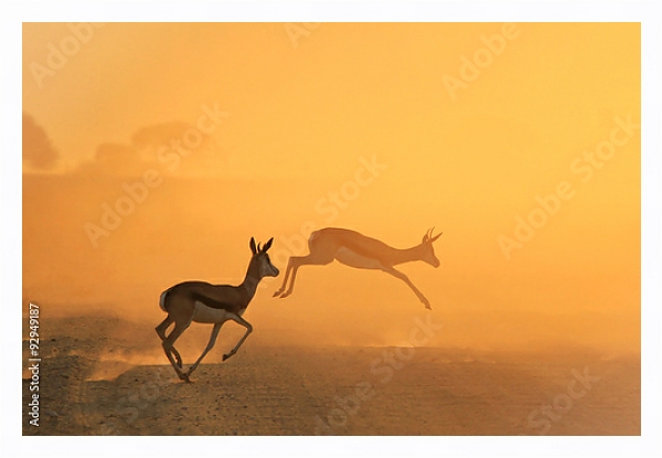 Постер Скачущие антилопы на закате в прерии с типом исполнения На холсте в раме в багетной раме 221-03