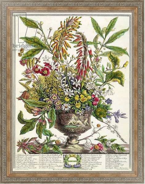 Постер January, from `Twelve Months of Flowers', by Robert Furber engraved by Henry Fletcher с типом исполнения На холсте в раме в багетной раме 484.M48.310