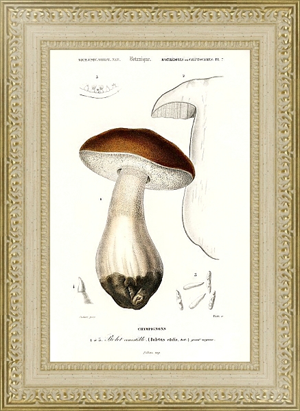 Постер Белый гриб (Boletus edulis) с типом исполнения Акварель в раме в багетной раме 484.M48.725
