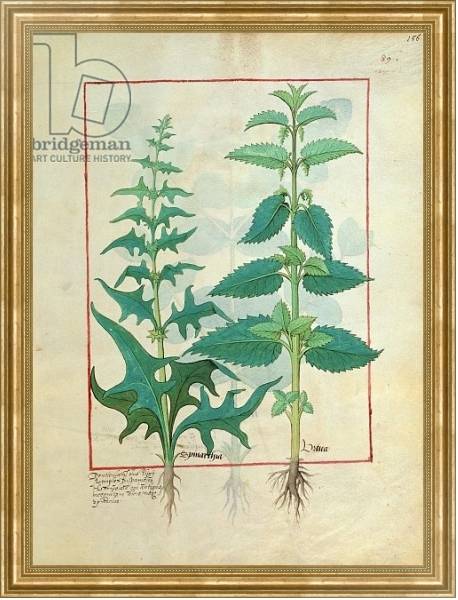 Постер Ms Fr. Fv VI #1 fol.156r Urticaceae Illustration from the 'Book of Simple Medicines' с типом исполнения На холсте в раме в багетной раме NA033.1.051