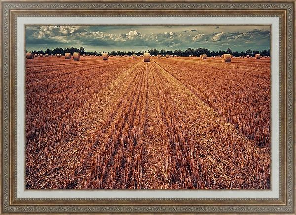 Постер Урожай пшеницы с типом исполнения На холсте в раме в багетной раме 595.M52.330