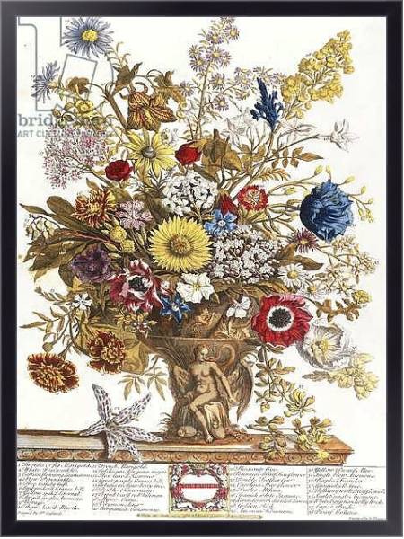 Постер November, from 'Twelve Months of Flowers', 1730 с типом исполнения На холсте в раме в багетной раме 221-01