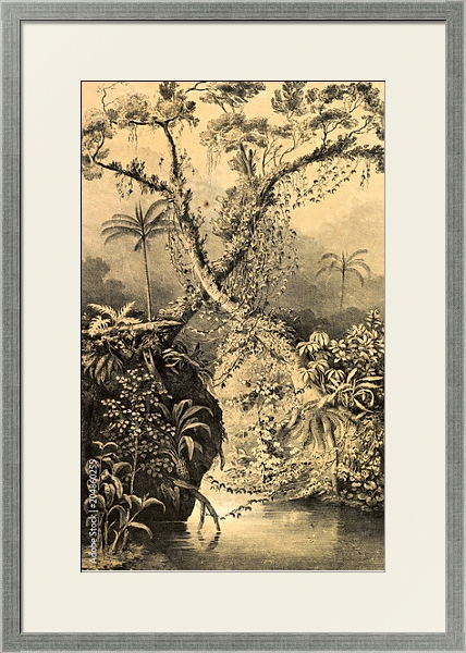 Постер Природа Южной Америки 8 с типом исполнения Под стеклом в багетной раме 1727.2510