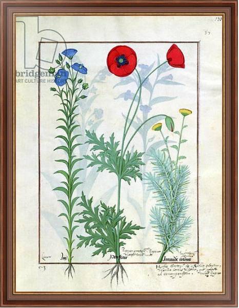 Постер Ms Fr. Fv VI #1 fol.130r Linum, Garden poppies and Abrotanum c.1470 с типом исполнения На холсте в раме в багетной раме 35-M719P-83