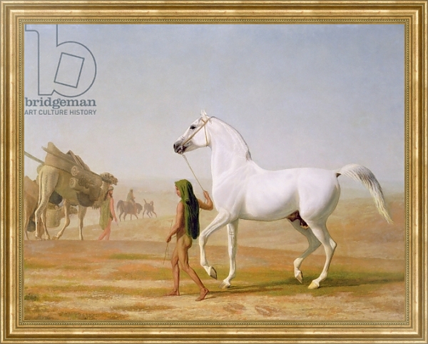 Постер The Wellesley Grey Arabian led through the Desert, c.1810 с типом исполнения На холсте в раме в багетной раме NA033.1.051