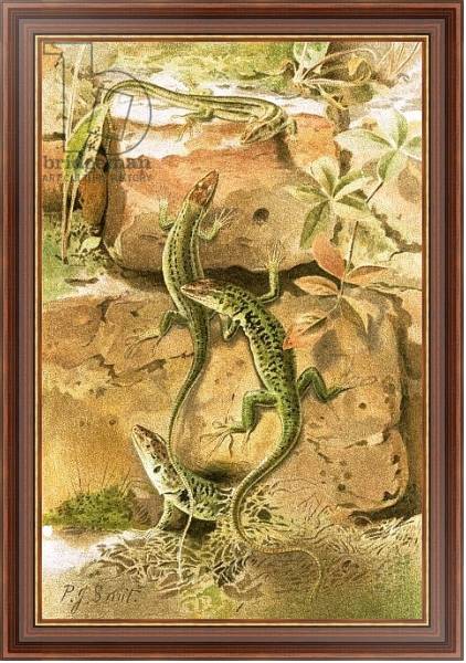 Постер Wall lizards с типом исполнения На холсте в раме в багетной раме 35-M719P-83