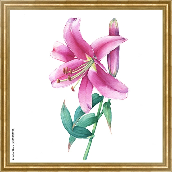 Постер Акварельная розовая лилия с типом исполнения На холсте в раме в багетной раме NA033.1.051