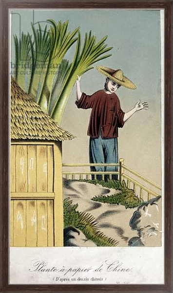 Постер Plante a Papier de Chine с типом исполнения На холсте в раме в багетной раме 221-02