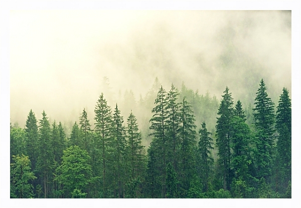 Постер Зеленый лес под дождем с типом исполнения На холсте в раме в багетной раме 221-03
