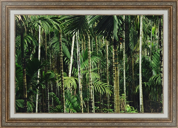 Постер Тропический бамбуковый лес с типом исполнения На холсте в раме в багетной раме 595.M52.330