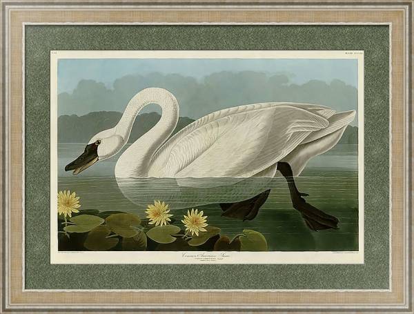 Постер Common American Swan с типом исполнения Акварель в раме в багетной раме 485.M40.584