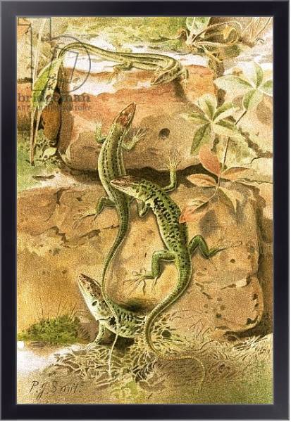 Постер Wall lizards с типом исполнения На холсте в раме в багетной раме 221-01