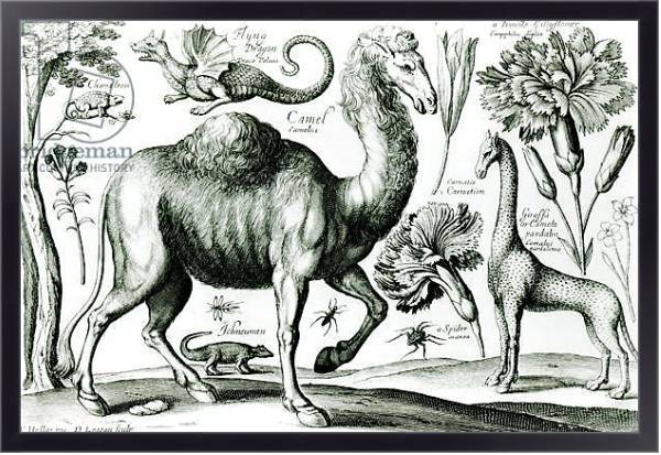 Постер Study of Animals and Flowers, engraved by D. Loggan с типом исполнения На холсте в раме в багетной раме 221-01