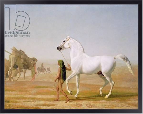 Постер The Wellesley Grey Arabian led through the Desert, c.1810 с типом исполнения На холсте в раме в багетной раме 221-01