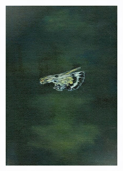 Постер Moth Wing, 2014, с типом исполнения На холсте в раме в багетной раме 221-03