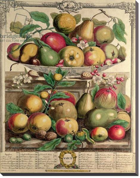 Постер March, from 'Twelve Months of Fruits', by Robert Furber engraved by Henry Fletcher, 1732 с типом исполнения На холсте без рамы