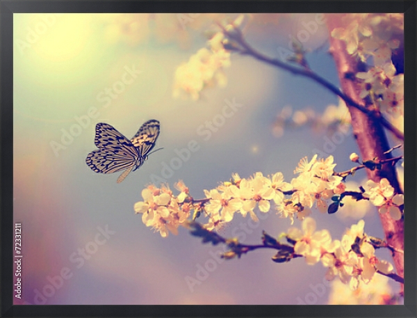 Постер бабочка, садящаяся на цветущую вишню с типом исполнения На холсте в раме в багетной раме 1727.8010