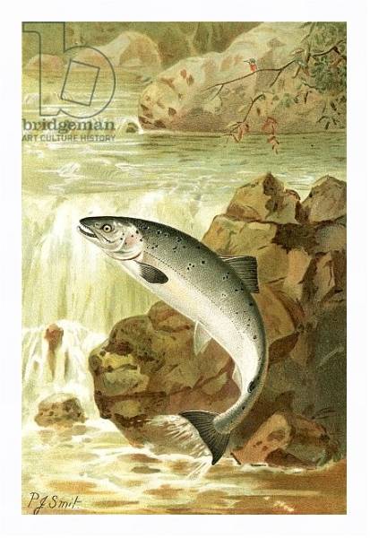 Постер A Salmon leap с типом исполнения На холсте в раме в багетной раме 221-03