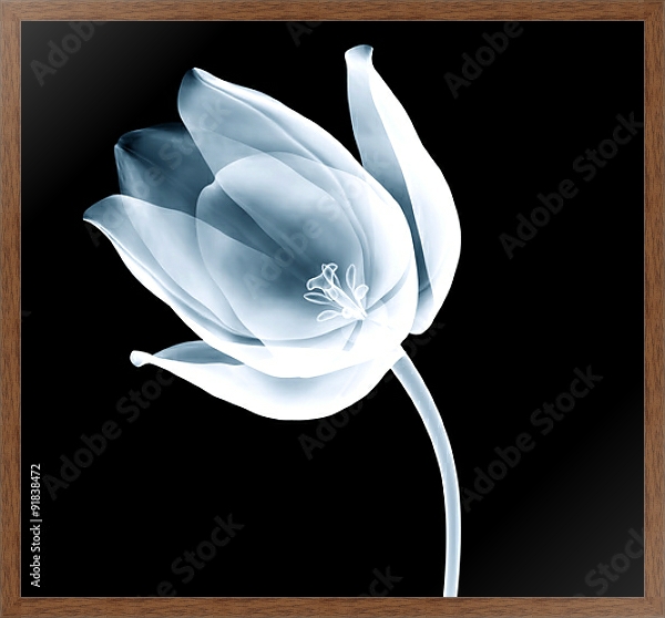 Постер Рентгеновское изображение тюльпана на черном с типом исполнения На холсте в раме в багетной раме 1727.4310