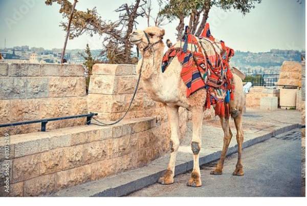 Постер Верблюд на дороге возле Старого города Иерусалима с типом исполнения На холсте без рамы