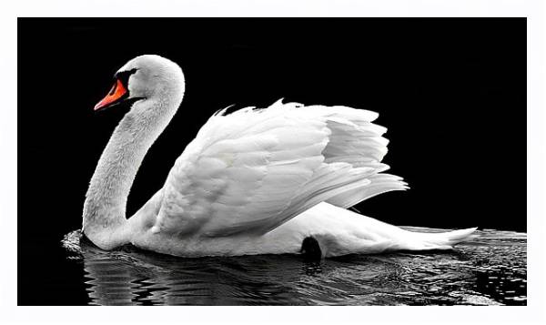 Постер Белый лебедь на черной воде с типом исполнения На холсте в раме в багетной раме 221-03