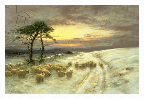 Постер Sheep in the Snow 1 с типом исполнения На холсте в раме в багетной раме 221-03