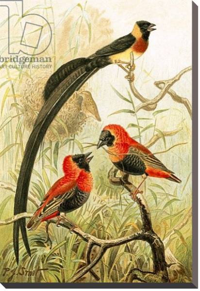 Постер Weaver Birds с типом исполнения На холсте без рамы