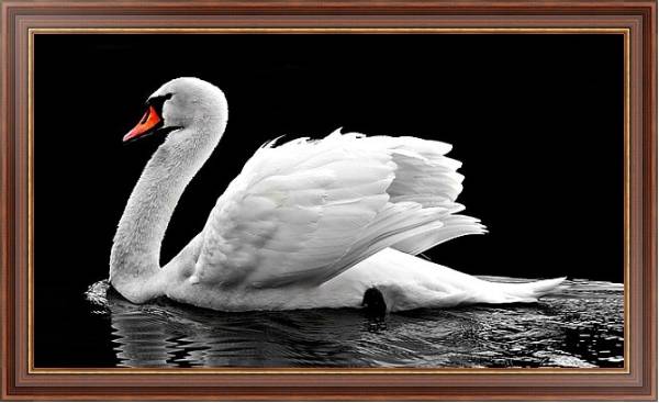 Постер Белый лебедь на черной воде с типом исполнения На холсте в раме в багетной раме 35-M719P-83