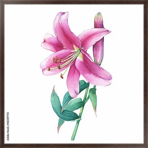 Постер Акварельная розовая лилия с типом исполнения На холсте в раме в багетной раме 221-02