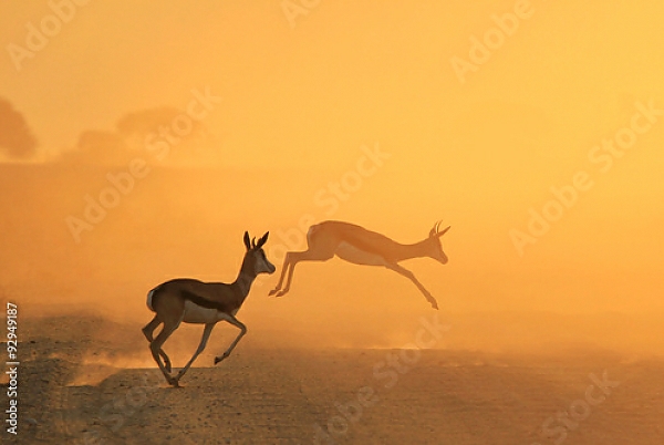 Постер Скачущие антилопы на закате в прерии с типом исполнения На холсте без рамы