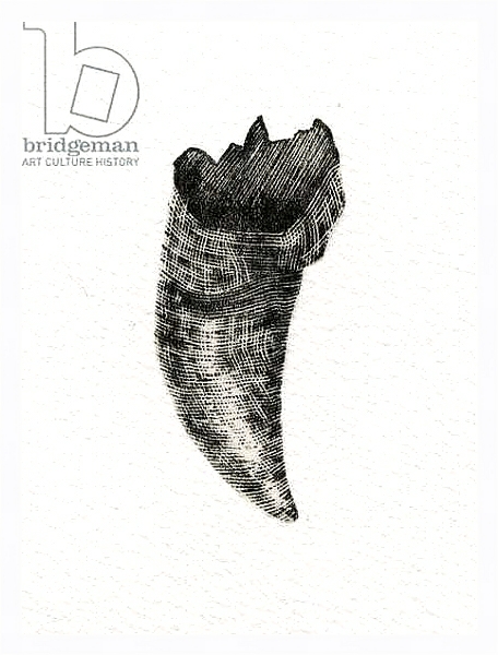 Постер Feline Tooth, 2014 с типом исполнения На холсте в раме в багетной раме 221-03