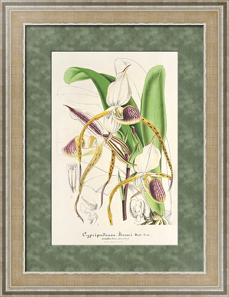 Постер Cypripedium Stonei с типом исполнения Акварель в раме в багетной раме 485.M40.584