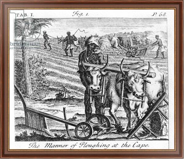 Постер The Manner of Ploughing at the Cape, an illustration 1731 с типом исполнения На холсте в раме в багетной раме 35-M719P-83