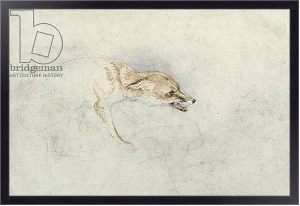 Постер Study of a crouching Fox, facing right verso: faint sketch of fox's head and tail с типом исполнения На холсте в раме в багетной раме 221-01