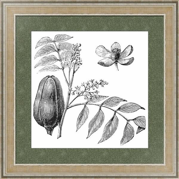 Постер Mohagany or Meliaceae. Melia azedarach illustration с типом исполнения Акварель в раме в багетной раме 485.M40.584