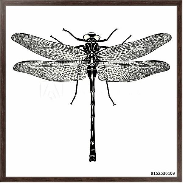 Постер Ретро иллюстрация стрекозы с типом исполнения На холсте в раме в багетной раме 221-02